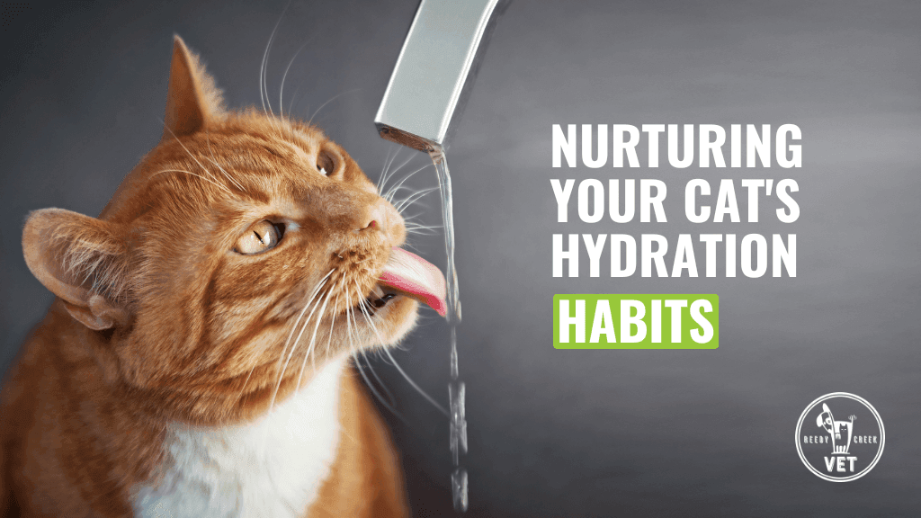 Fostering Better Hydration Habits for Your Cat Fostering Better Hydration Habits for Your Cat